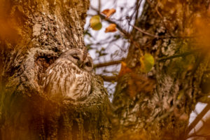 Tawny owl at its waiting area Tawny owl at its waiting area